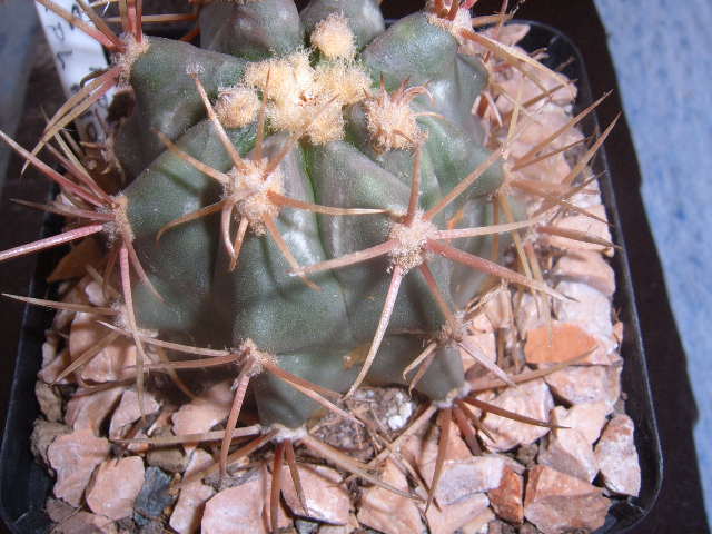 ferocactus horridus 005 cactus