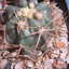 ferocactus horridus 005 - cactus