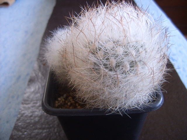 neoporteria 1 004 cactus