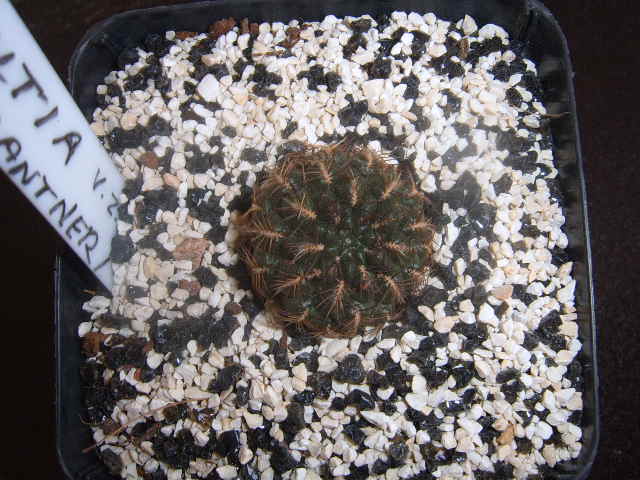 sulcorebutia mariana var prantneri 004 cactus