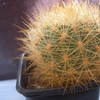 Matucana formosa 2003 004 - cactus