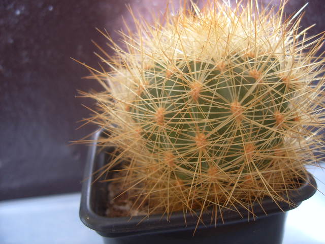 Matucana formosa 2003 004 cactus