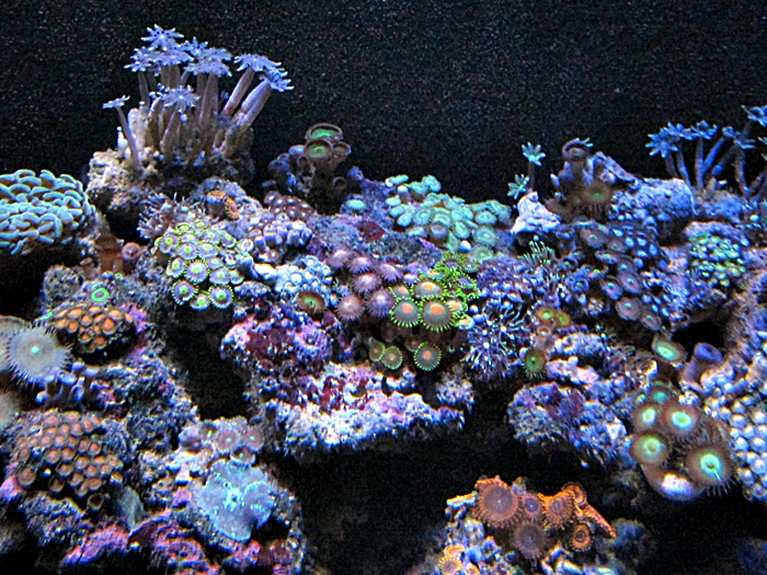 zoa - 