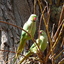 P1250816 - de vogels van amsterdam