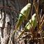 P1250817 - de vogels van amsterdam