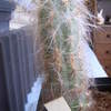 Oreocereus culpinensis - cactus