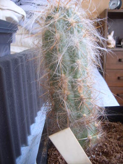 Oreocereus culpinensis cactus