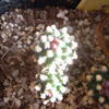 pediocactus knowltonii 003 - cactus