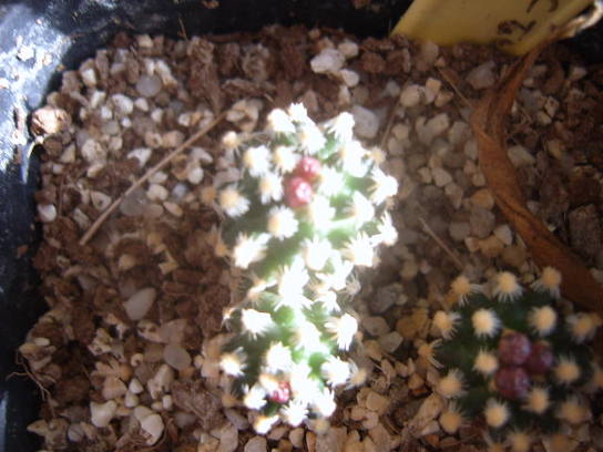 pediocactus knowltonii 003 cactus