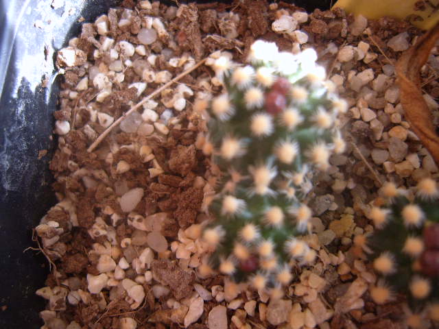 pediocactus knowltonii 002 cactus