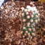 pediocactus knowltonii 002 - cactus