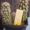 Eulichnia spinibarbis 002 - cactus