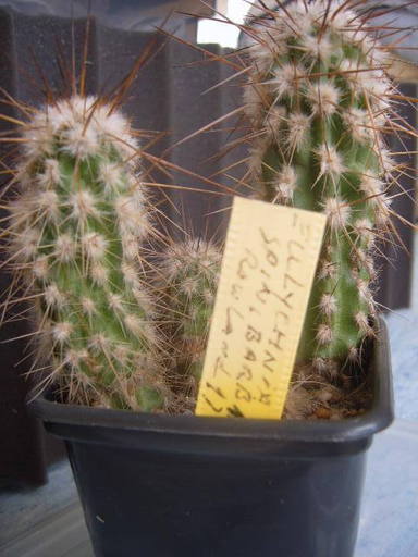 Eulichnia spinibarbis 002 cactus