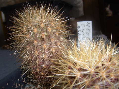 Neochilenia chilensis var.albidiflora 002 cactus