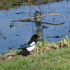 P1250892 - de vogels van amsterdam