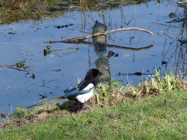 P1250892 de vogels van amsterdam