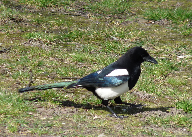 P1250906 de vogels van amsterdam