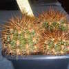 Lobivia arachacantha 6-07 - cactus