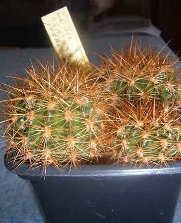 Lobivia arachacantha 6-07 cactus
