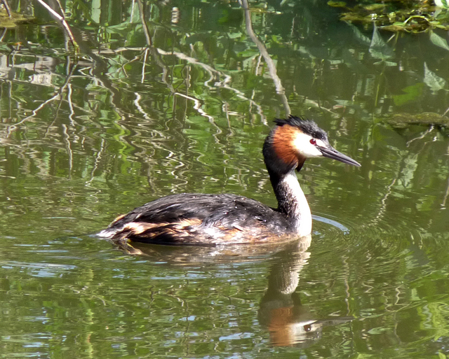 fuut bewerkt-1 de vogels van amsterdam