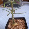 pachypodium suculentum 002 - cactus