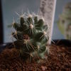 neobesseya wissmannii 005 - cactus