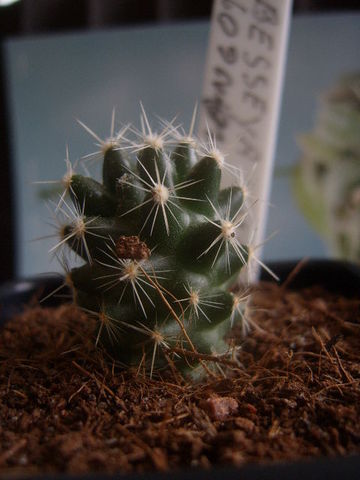 neobesseya wissmannii 005 cactus