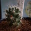 neobesseya wissmannii 005 - cactus