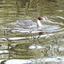 P1250921 - de vogels van amsterdam