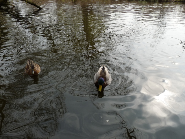 P1250925 de vogels van amsterdam