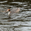 P1250935 - de vogels van amsterdam