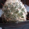 Mammillaria insularis 002 - cactus