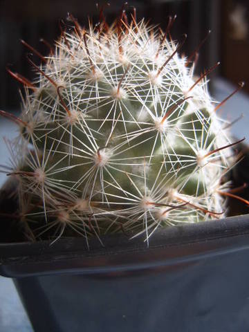 Mammillaria insularis 002 cactus