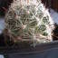 Mammillaria insularis 002 - cactus