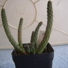euphorbia inermis 1995 003 - cactus