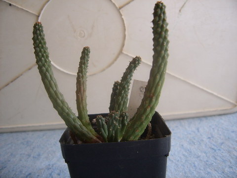 euphorbia inermis 1995 003 cactus