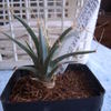 leuchtenbergia principis 002 - cactus