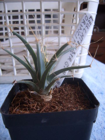 leuchtenbergia principis 002 - cactus