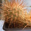 Neoporteria subgibbosa 95 002 - cactus