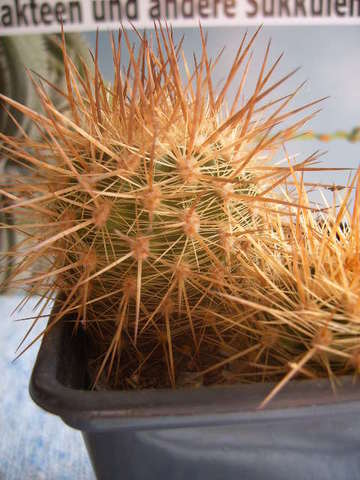 Neoporteria subgibbosa 95 002 cactus