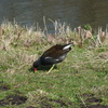 P1250984 - de vogels van amsterdam