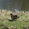 P1250985 - de vogels van amsterdam