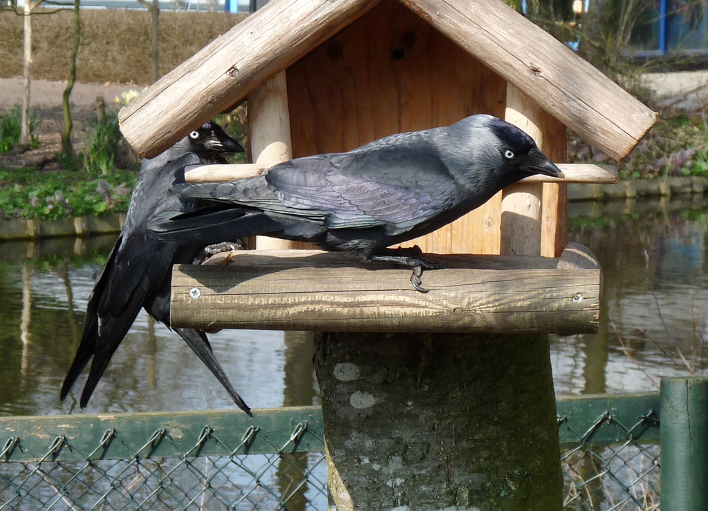 P1250997.JPG Picture - de vogels van amsterdam
