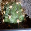 Lobivia chrysochete 07 002 - cactus
