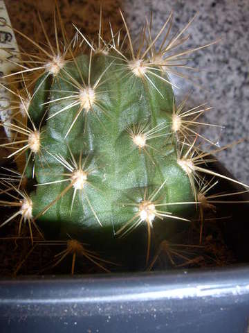Lobivia chrysochete 07 002 cactus