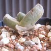 Pleiospilos bolussii 2006 003 - cactus