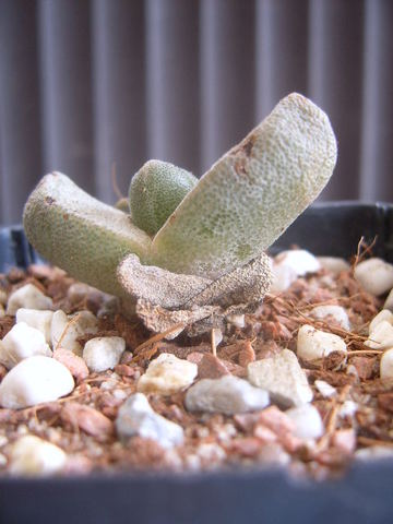 Pleiospilos bolussii 2006 003 cactus
