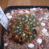 Frailea knippelliana 2007a 008 - cactus