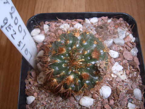 Frailea knippelliana 2007a 008 cactus