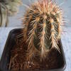 Echinocereus chloranthus.va... - cactus